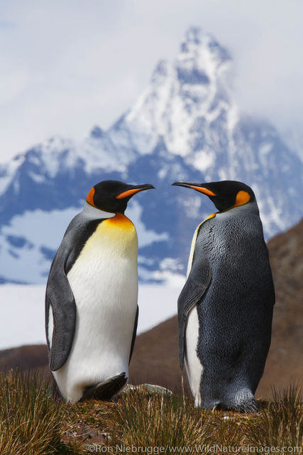 King Penguins