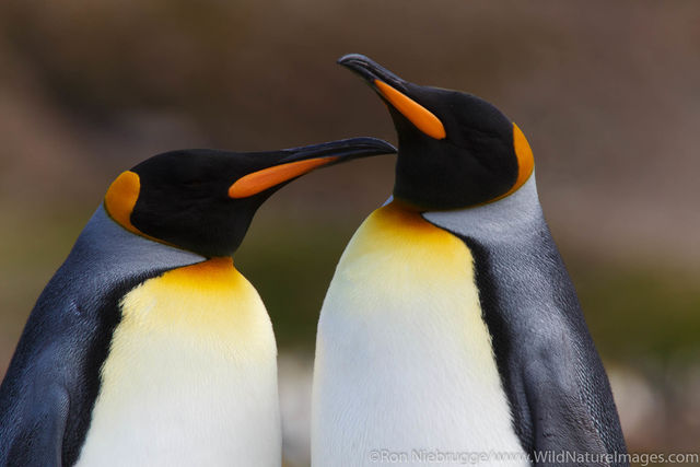 King Penguins