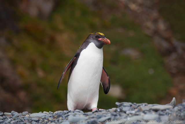 Macaroni Penguin