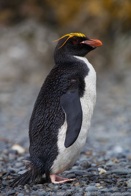 Macaroni Penguin