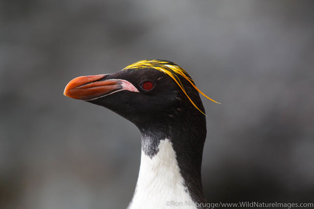 Macaroni Penguin