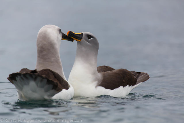Grey-headed albatross
