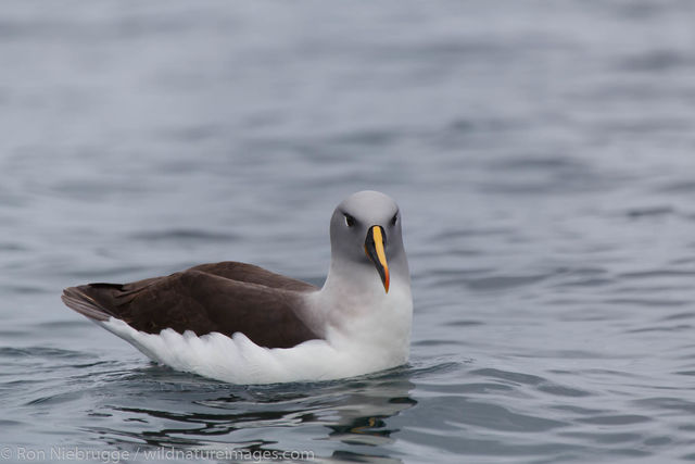 Grey-headed albatross