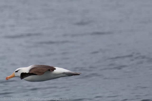 Black-browed albatross