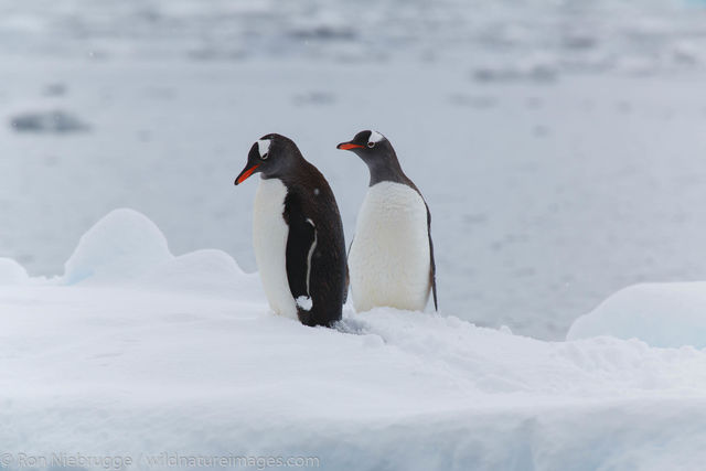 Antarctica