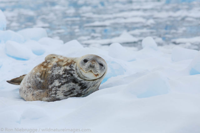 Weddell seal