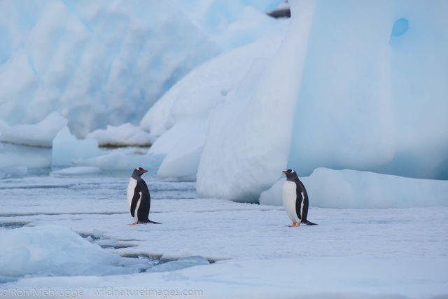Antarctica