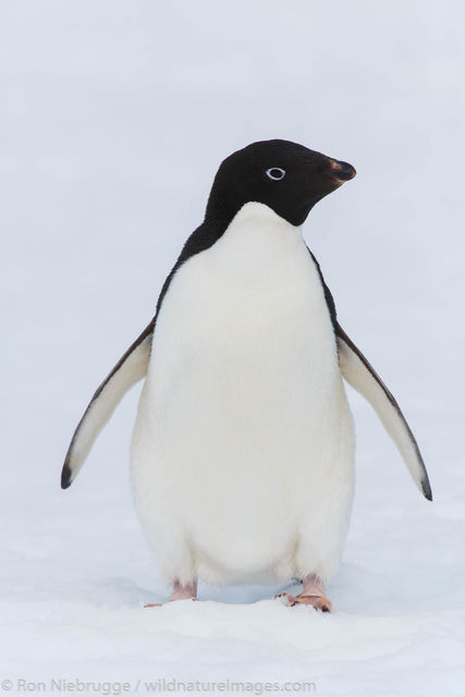 Adélie penguin