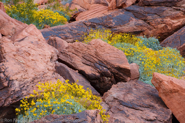 Valley of Fire