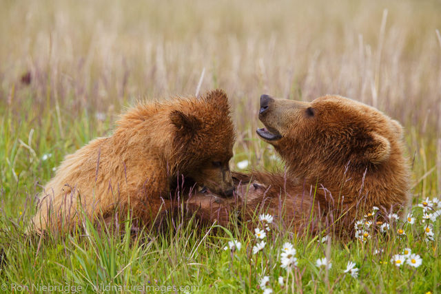 Brown Bear Cub Nursing | Lake Clark National Park, Alaska | Ron ...