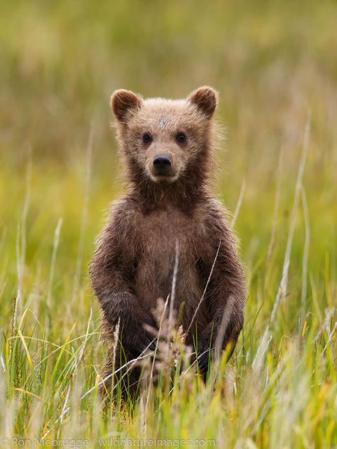 Brown Bear Cubs 