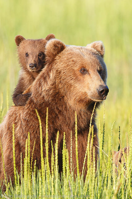 Brown Bear Sow and Cubs