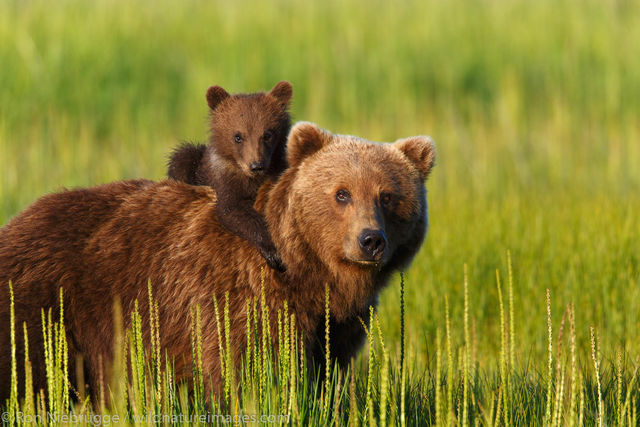 Brown Bear Sow and Cubs