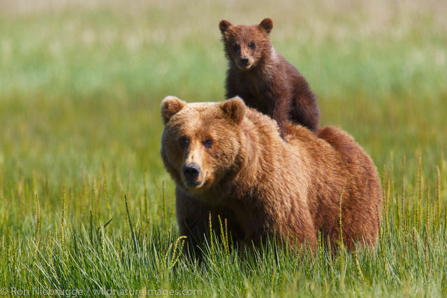 Brown Bear giving cub a ride
