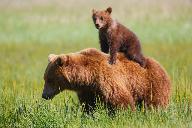 Brown Bear Sow and Cubs
