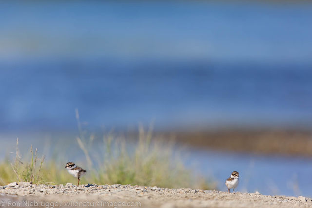 Semipalmated Plover chicks