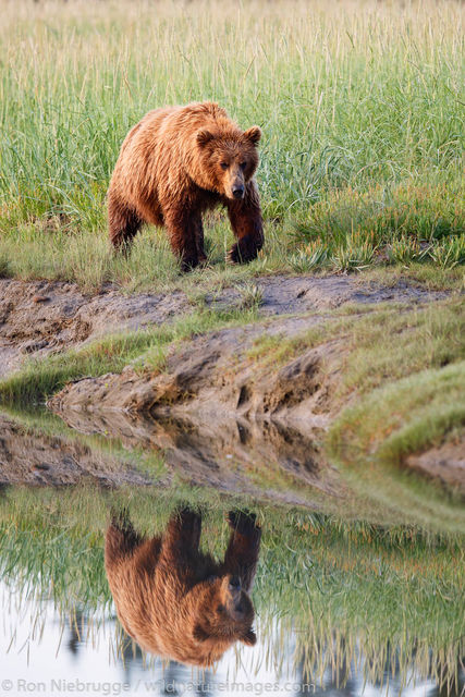 Brown Bear Reflection