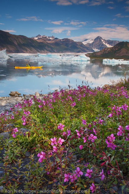 Kayaking in Bear Glacier Lagoon
