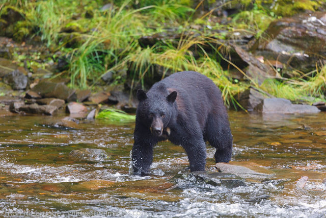 Black Bear