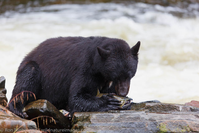 Black Bear
