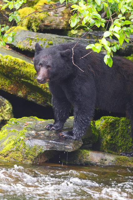 Black Bear
