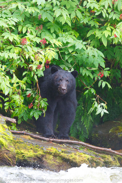 Black Bear