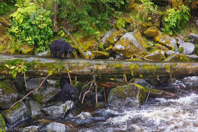 Black Bear at Anan Wildlife Observatory
