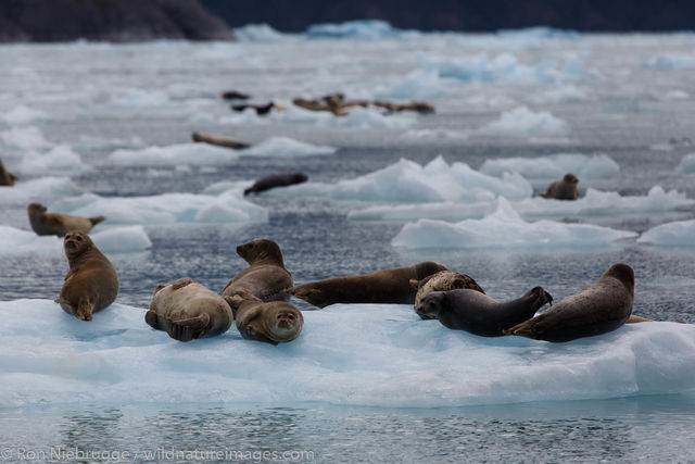 Harbor seals in Le Conte Bay