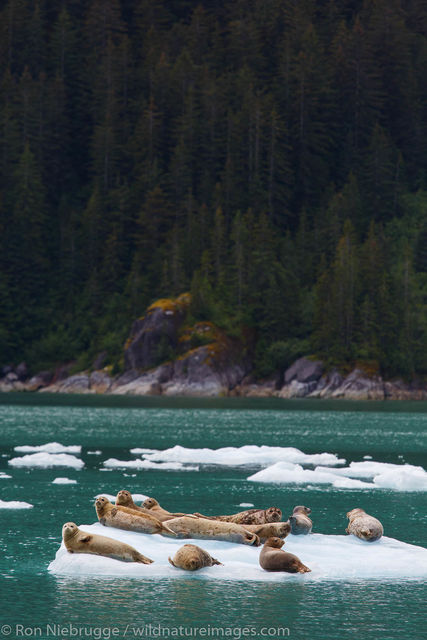 Harbor seals in Le Conte Bay