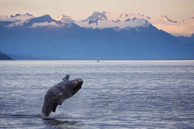 Humpback Whale, Inside Passage