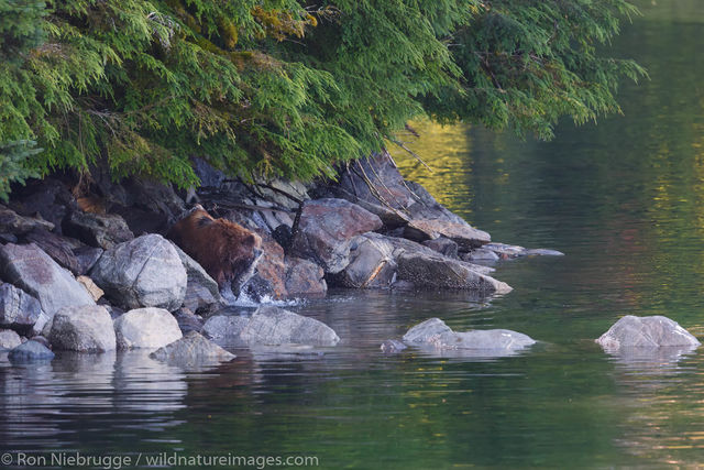 Brown Bear, Baranof Island