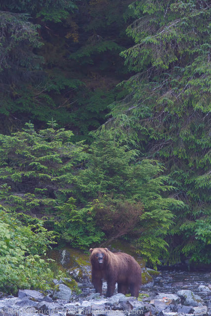 Brown Bear, Baranof Island