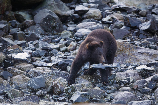 Brown Bear, Baranof Island