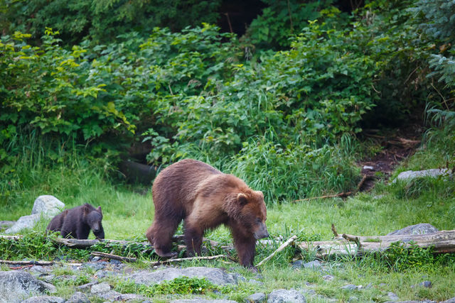 Brown Bear, Baranof Island