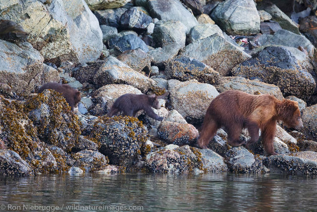 Brown Bear, Baranof Island