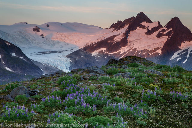 Wildflowers and the Mendenhall Glacier