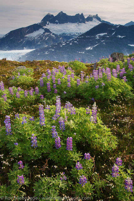 Mendenhall Glacier