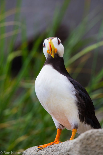 Horned Puffin