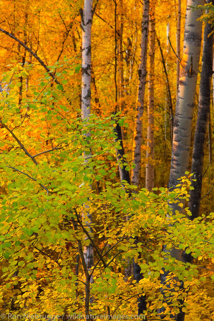 Autumn trees, Fairbanks, Alaska