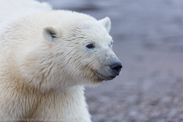 Polar Bear, Alaska