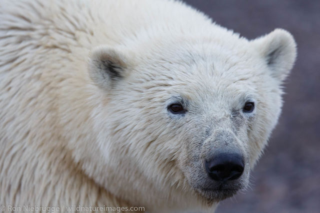 Polar Bear, Alaska