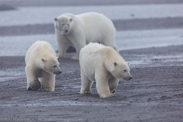 Polar Bear, Alaska