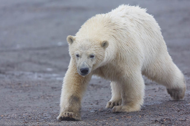 Polar Bear, Alaska