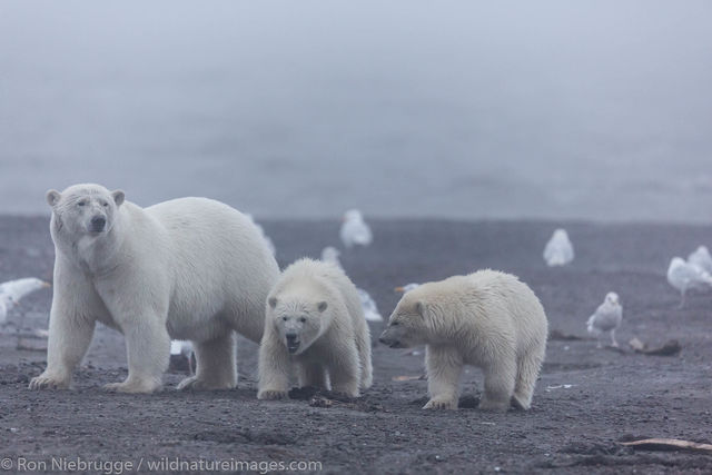 Polar Bear, Alaska