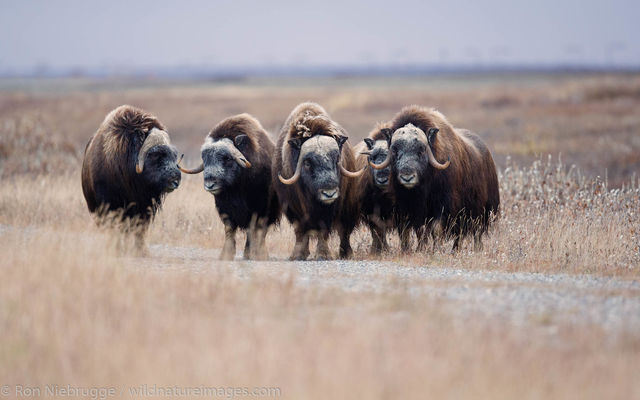 Muskox, Alaska