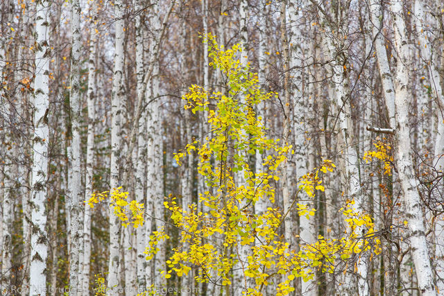 Fall colors near Fairbanks, Alaska