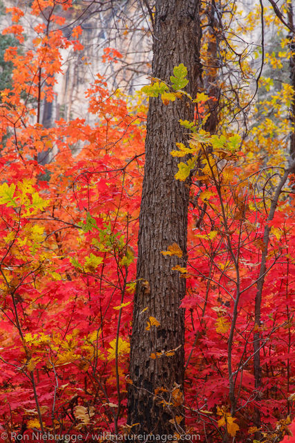 West Rim Trail