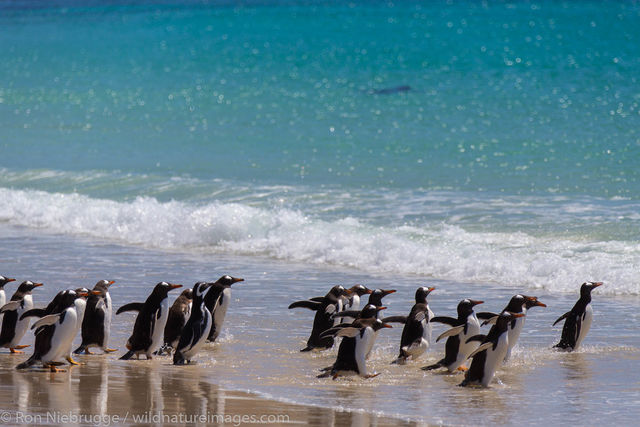 Gentoo and Magellanic penguins