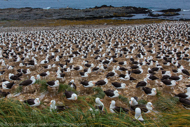 Black-browed albatross colony