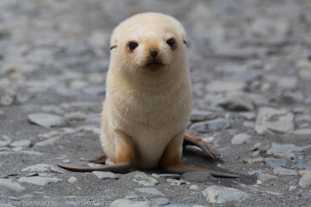 Leucistic Antarctic fur seal